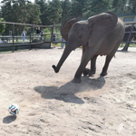 ����Ԥ�����籭����֮ս