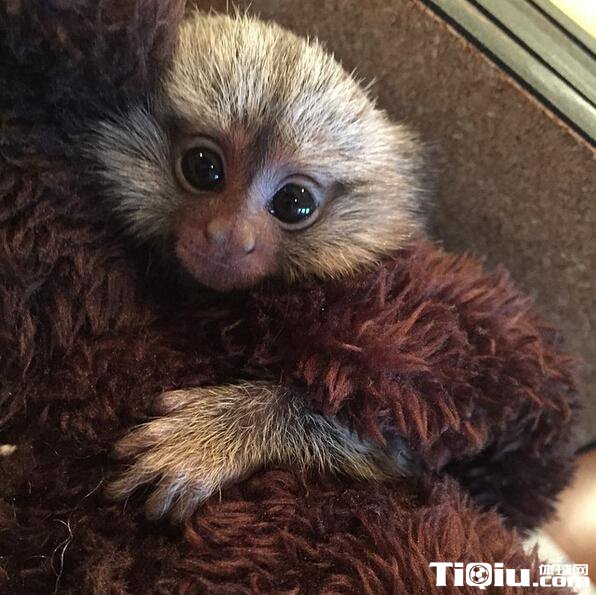 Ũü�������ȳ�ͼ