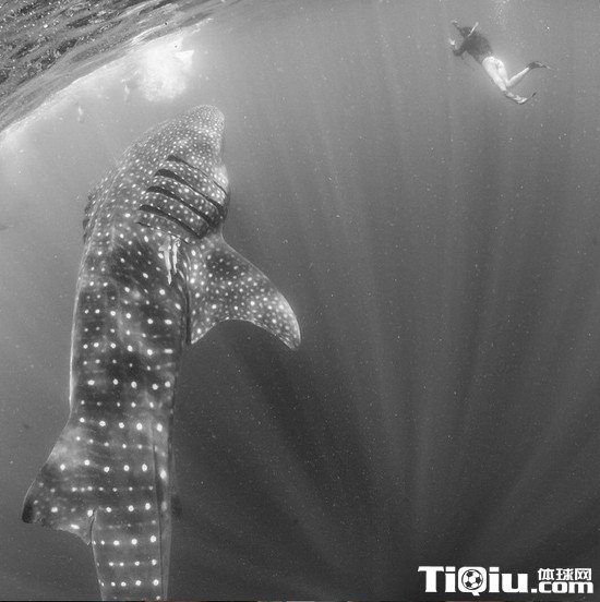 国王千金晒潜水照片