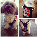 NBA狗狗球迷图集 与狗狗欢度爱狗节