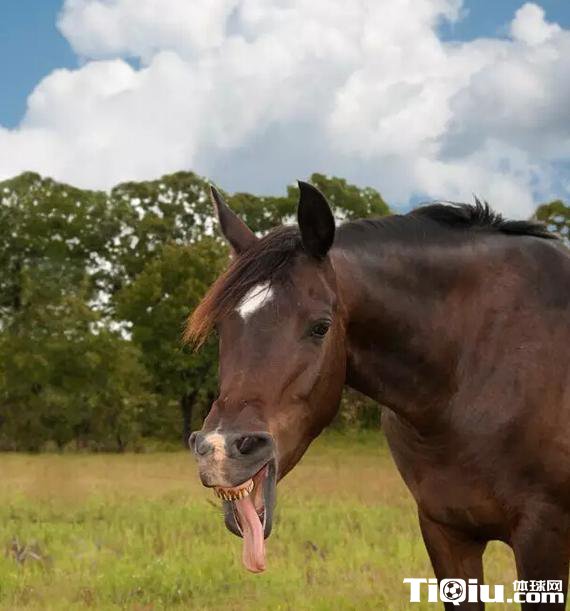 ����������� ��ƥ�ڶ������������