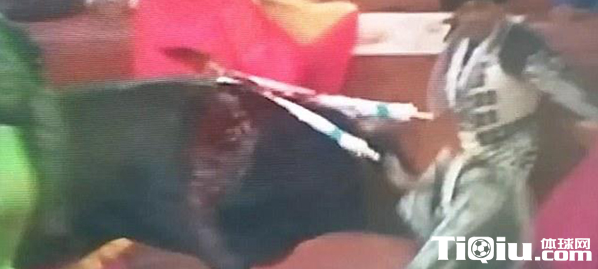 ��ţ���� ��ţʿ�⹫ţ���ﶥ��