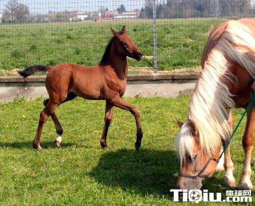 北海道赶马运动 怀孕母马跑步防止难产