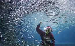 韩国潜水员扮猴下水喂鱼 独特创意喜迎猴年