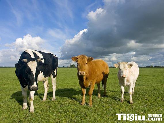 跑步饮食恢复能量 牛奶牛肉选择哪个