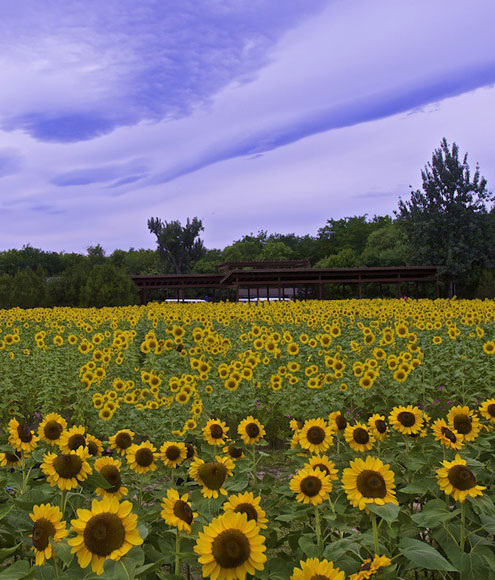 ��ɭ��԰�����������续 ��ʵ�����ڻ�����