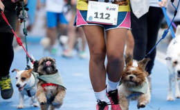 2017泰国曼谷狗狗马拉松赛 奔跑吧狗狗马拉松
