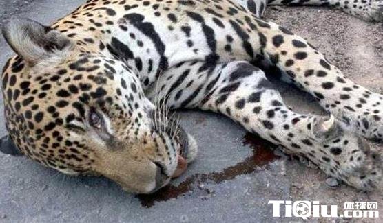 巴西军人击毙吉祥物美洲虎 军方被罚8.1万人民币