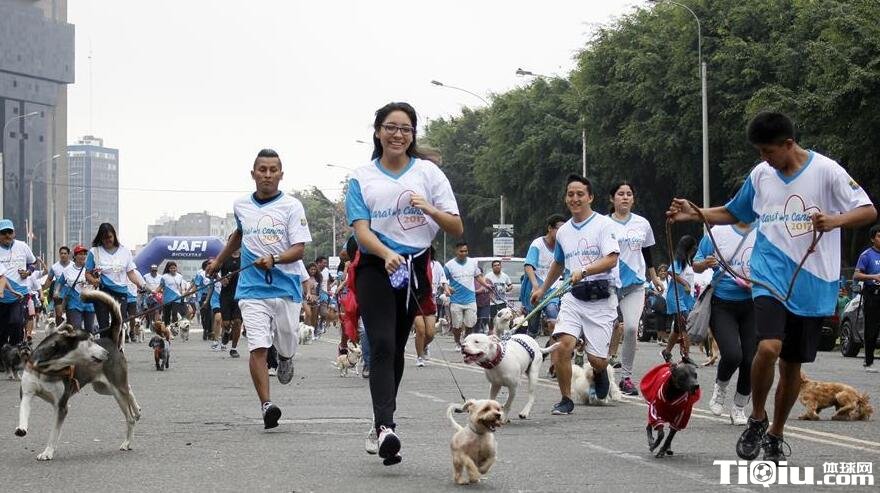 国外带着狗狗跑马拉松 2017秘鲁狗狗马拉松